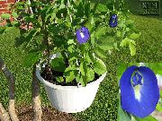 σκούρο μπλε φυτά εσωτερικού χώρου Πεταλούδα Μπιζέλι λουλούδι (Clitoria ternatea) φωτογραφία