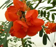 kırmızı Kapalı bitkiler Kırmızı Rattlebox çiçek (Sesbania) fotoğraf