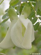 Sesbaniya biały Kwiat