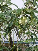 ホワイト 屋内植物 赤ガラガラ箱 フラワー (Sesbania) フォト