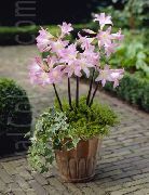 alb Plante de interior Belladonna Crin, Crin Martie, Doamnă Gol Floare (Amaryllis) fotografie