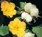 жълт Стайни растения Gossypium, Засаждане На Памука Цвете  снимка
