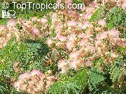 ვარდისფერი შიდა მცენარეები აბრეშუმის ხე ყვავილების (Albizia julibrissin) ფოტო