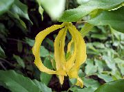 galben Plante de interior Ylang Ylang Pitic Arbust Floare (Desmos chinensis) fotografie