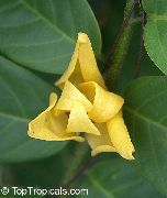 ყვითელი შიდა მცენარეები Mitrephora ყვავილების (Mitrephora vandaeflora) ფოტო