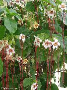 თეთრი შიდა მცენარეები Strophanthus ყვავილების  ფოტო