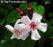 рожевий Домашні рослини Строфантус Квітка (Strophanthus) фото