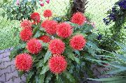 roșu Plante de interior Pensula, Crin Sânge, Ou Mare, Puf De Pulbere Floare (Haemanthus) fotografie