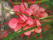 raudonas Vidinis augalai Grevillea žiedas (Grevillea sp.) nuotrauka