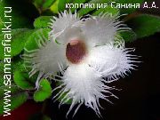 λευκό φυτά εσωτερικού χώρου Alsobia λουλούδι  φωτογραφία