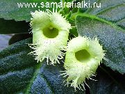 grün Zimmerpflanzen Alsobia Blume  foto