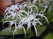 alb Plante de interior Spider Crin Floare (Hymenocallis-caribaea) fotografie