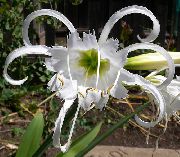 Edderkop Lilje, Ismene, Hav Påskelilje hvid Blomst