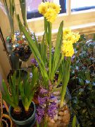 gelb Zimmerpflanzen Amaryllis Blume (Hippeastrum) foto