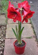 rød Innendørs planter Amaryllis Blomst (Hippeastrum) bilde