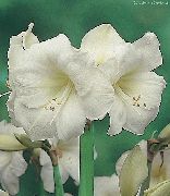 თეთრი შიდა მცენარეები Amaryllis ყვავილების (Hippeastrum) ფოტო