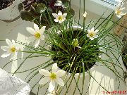 თეთრი შიდა მცენარეები წვიმა ლილი,  ყვავილების (Zephyranthes) ფოტო