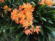oranžový Pokojové rostliny Bush Lilie, Boslelie Květina (Clivia) fotografie