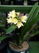 Bush Lilie, Boslelie žlutý Květina