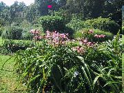 рожевий Домашні рослини Кринум Квітка (Crinum) фото