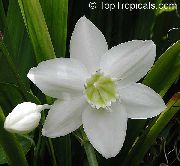 λευκό φυτά εσωτερικού χώρου Amazon Κρίνος λουλούδι (Eucharis) φωτογραφία