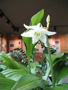 alb Plante de interior Amazon Crin Floare (Eucharis) fotografie