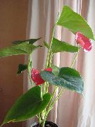rosa Piante da appartamento Fenicottero Fiore, Fiore Del Cuore  (Anthurium) foto
