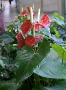 rouge Plantes d'intérieur Flamant Rose, Fleur De Coeur  (Anthurium) photo