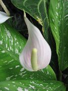bílá Pokojové rostliny Plameňák Květina, Srdce Květ  (Anthurium) fotografie