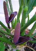 nachový Izbové Rastliny Plameniak Kvetina, Srdce Kvet  (Anthurium) fotografie