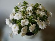 bílá Pokojové rostliny Magie Květina, Matice Orchidej  (Achimenes) fotografie
