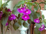 ライラック 屋内植物 魔法の花、ナット蘭 フラワー (Achimenes) フォト