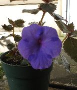Magische Bloem, Noot Orchidee donkerblauw 