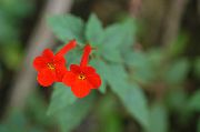 червен Стайни растения Магия Цвете, Гайка Орхидея  (Achimenes) снимка