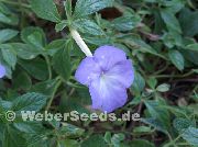 luz azul Plantas de interior Magic Flower, Nut Orchid Flor (Achimenes) foto