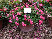 rosa Innendørs planter Tålmodighet Plante, Balsam, Juvel Luke, Opptatt Lizzie Blomst (Impatiens) bilde