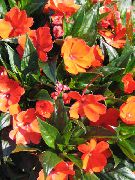 オレンジ 屋内植物 忍耐植物、バルサム、宝石の雑草、忙しいリジー フラワー (Impatiens) フォト