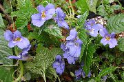 bleu ciel  Patience Plantes, Le Sapin Baumier, Joyau Mauvaises Herbes, Lizzie Occupé Fleur (Impatiens) photo
