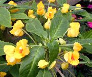gul Innendørs planter Tålmodighet Plante, Balsam, Juvel Luke, Opptatt Lizzie Blomst (Impatiens) bilde