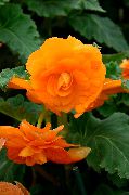 Begonia oranžna Cvet