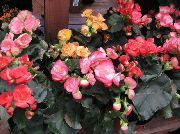 ружовы Хатнія расліны Бягонія Кветка (Begonia) фота