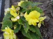 ყვითელი შიდა მცენარეები ბეგონია ყვავილების (Begonia) ფოტო