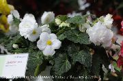 білий Домашні рослини Бегонія Квітка (Begonia) фото