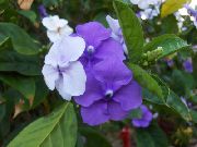 Brunfelsia, Ieri-De Azi-Mâine liliac Floare