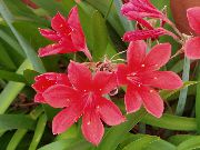 ružový Izbové Rastliny Vallota Kvetina (Vallota (Cyrtanthus)) fotografie