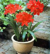 piros Szobanövények Vallota Virág (Vallota (Cyrtanthus)) fénykép