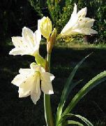 Vallota λευκό λουλούδι