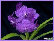 lilla Indendørs planter Vanda Blomst  foto