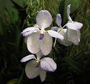 branco Plantas de interior Vanda Flor  foto