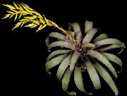 ყვითელი შიდა მცენარეები Vriesea ყვავილების  ფოტო
